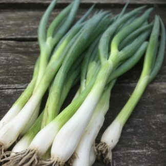 Spring onion seeds