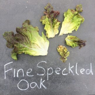 Fine Speckled Oak Lettuce