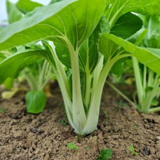 Pak Choi Asian Greens
