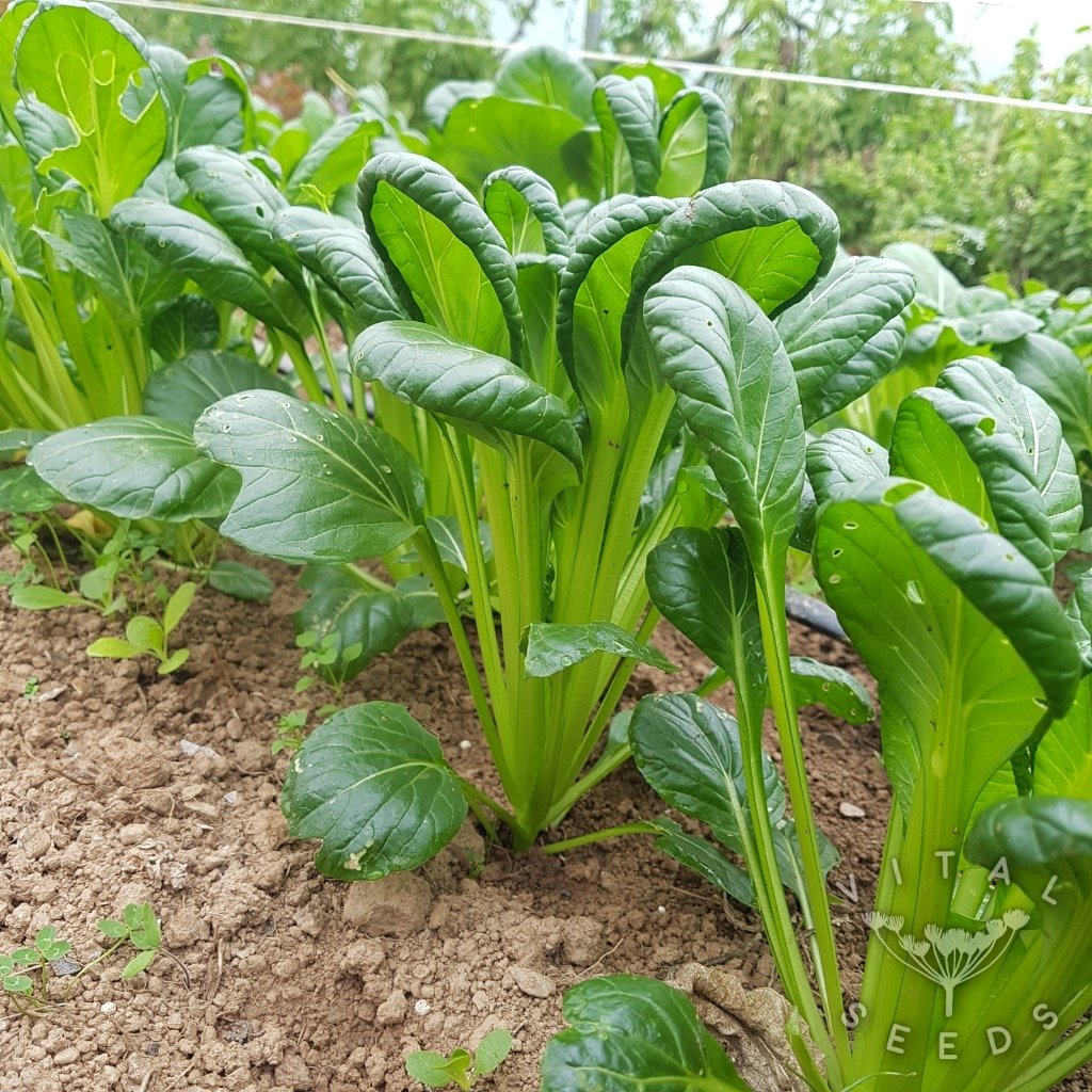 Tatsoi Asian Greens