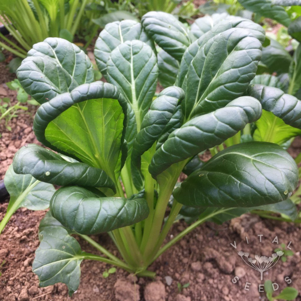 Tatsoi Asian Greens