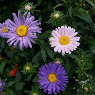 Aster Seeds