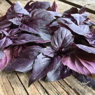 Red Basil