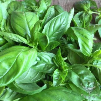 Basil Seeds