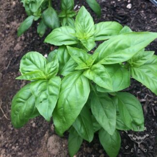 Sweet Genovese Basil