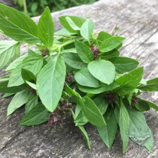 Thai Basil