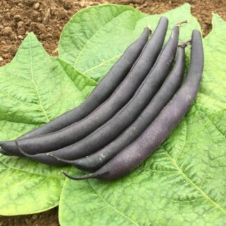 Dwarf French bean seeds