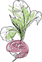 Beetroot illustration