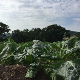 Perpetual spinach/ Erbette Chard