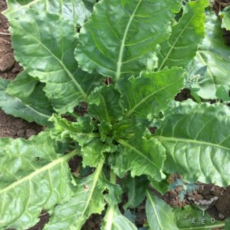 Perpetual spinach/ Erbette Chard