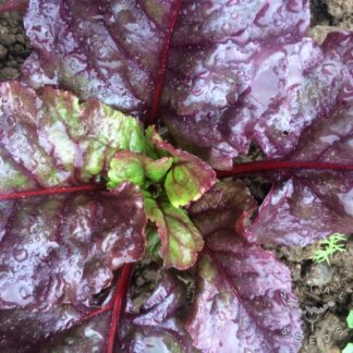 Bull's Blood Beetroot