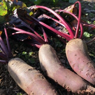 Cylindra Beetroot