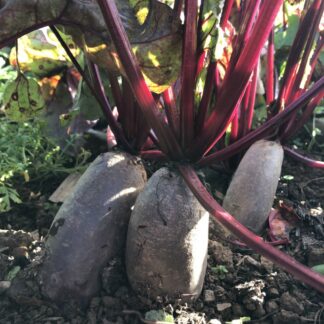 Cylindra Beetroot