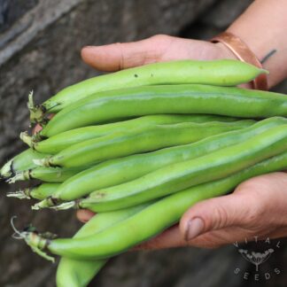 Broad bean - Super Aquadulce (Organic)