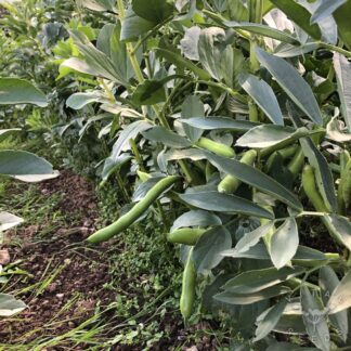 Broad bean - Super Aquadulce (Organic)