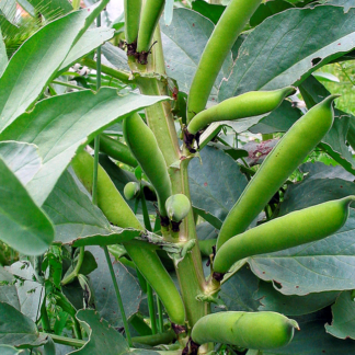 Broad Bean Seeds