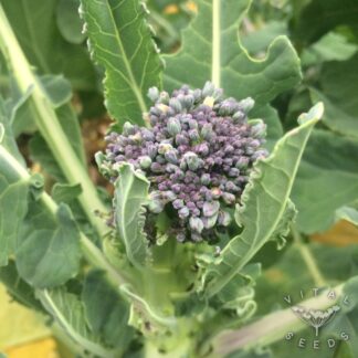 Broccoli Seeds