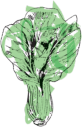 Cabbage illustration