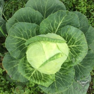 Cabbage Seeds