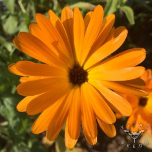 Orange Calendula