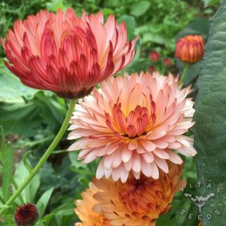 Traingle Flashback / Zeolights Calendula