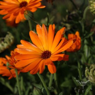 Orange Calendula
