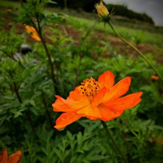 Orange Cosmos