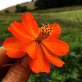Orange Cosmos