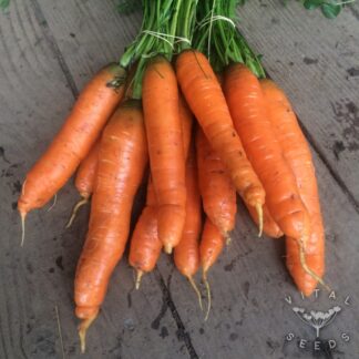 Nantes Carrot