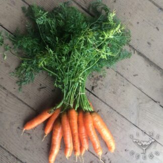 Nantes Carrot