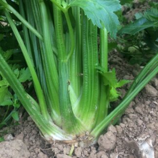 Tall Utah Celery