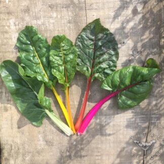 Five colours Chard