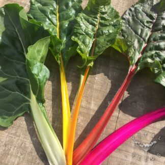 Five colours Chard