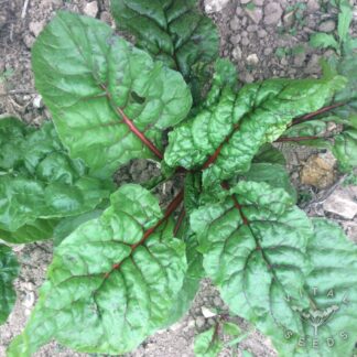 Rhubarb Chard