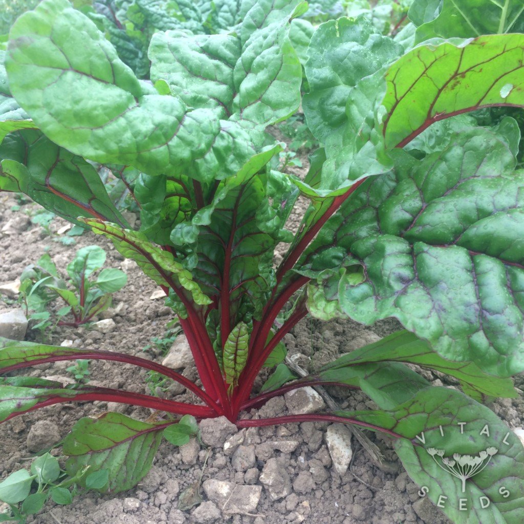 Rhubarb Chard