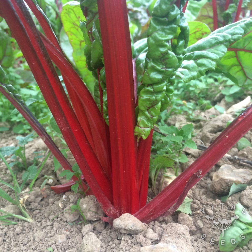 Rhubarb Chard