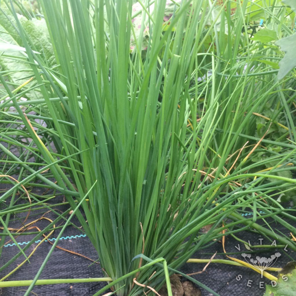 Chives