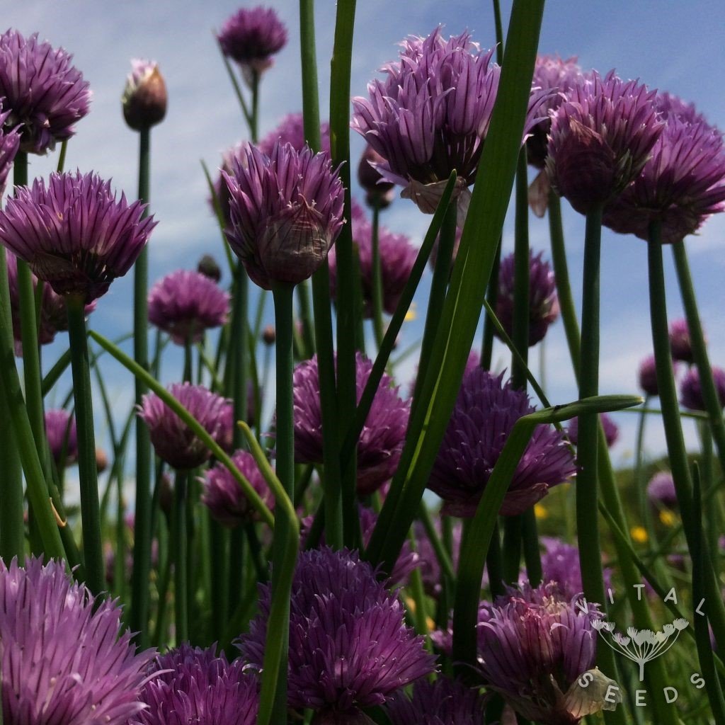 Chives