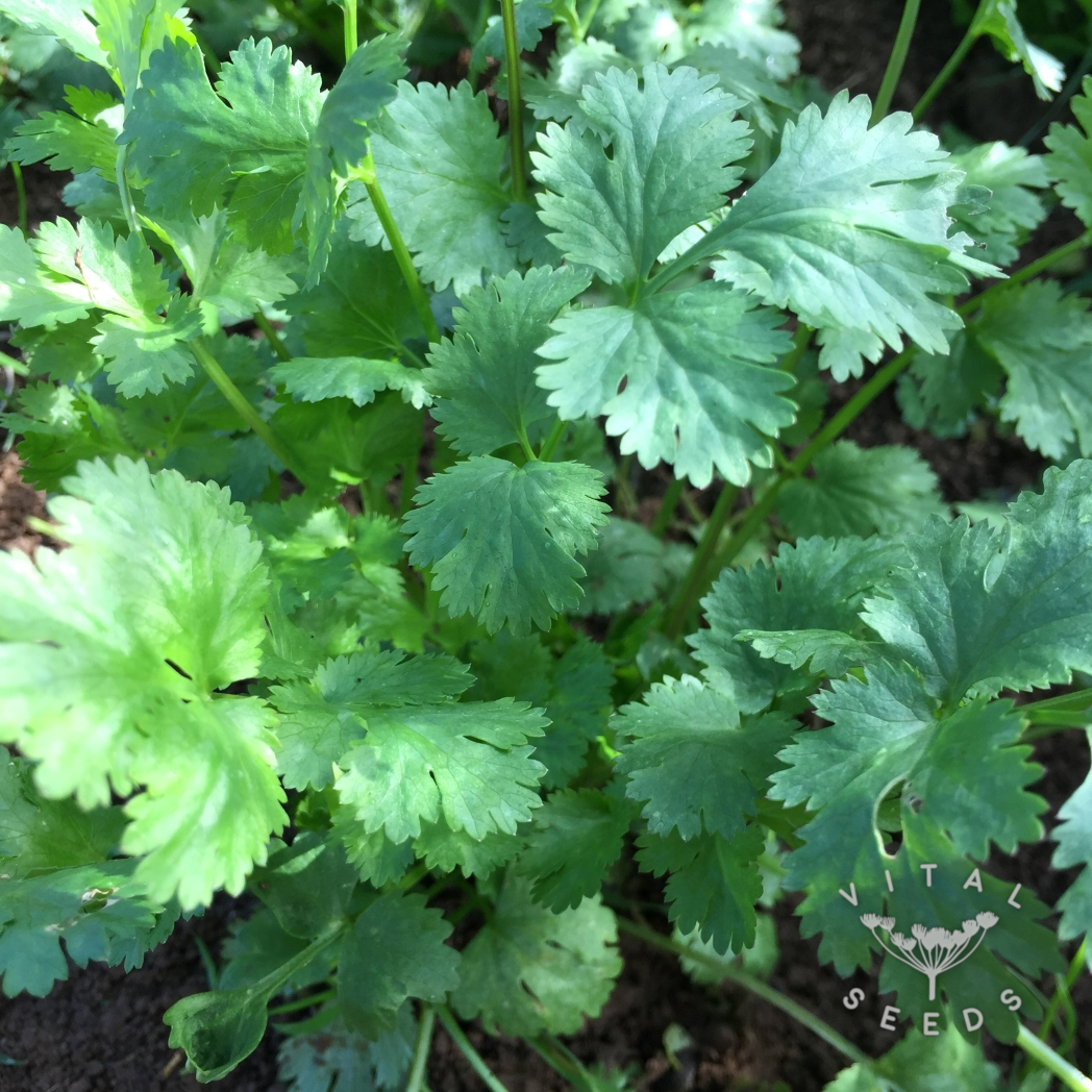 Coriander