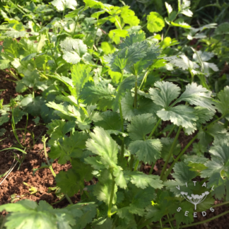 Coriander