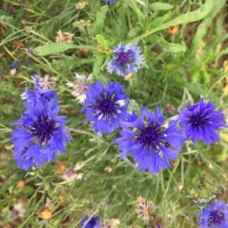 Blue Cornflower