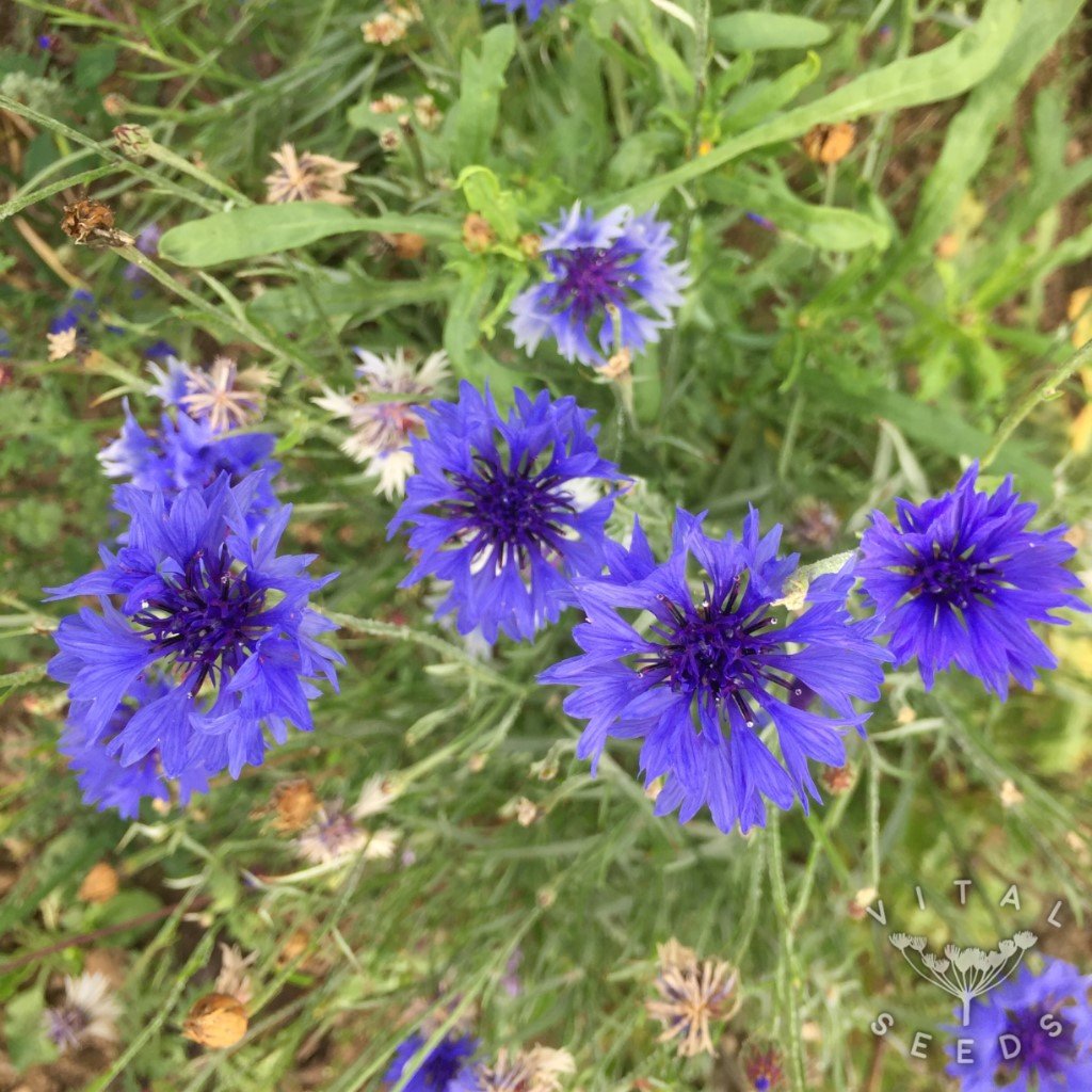 Blue Cornflower