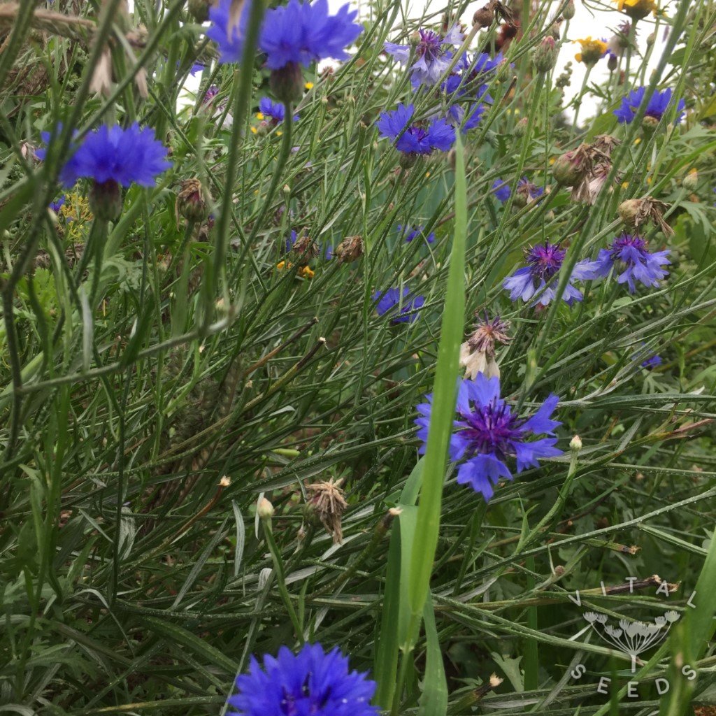 Blue Cornflower