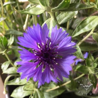 Blue Cornflower
