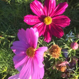 Cosmos Seeds