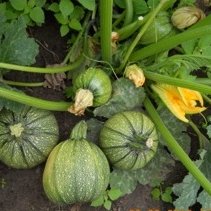 Tondo di Nizza Courgette