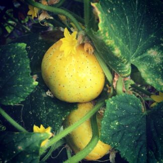 Crystal Lemon Cucumber