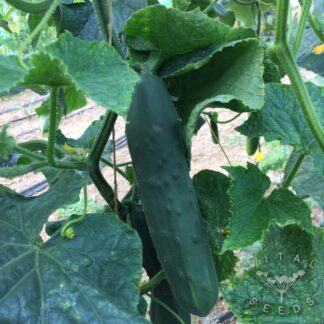 Marketmore Cucumber