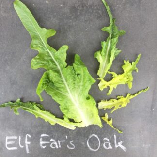 Elf Ears Oak Lettuce