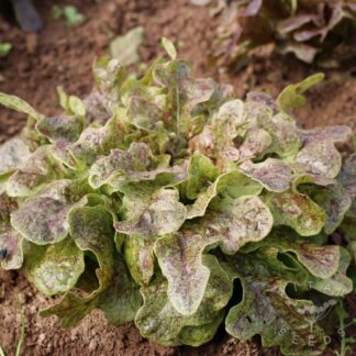 Fine Speckled Oak Lettuce
